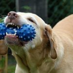 Why Is My Dog Chewing His Toys – Reasons & Solutions